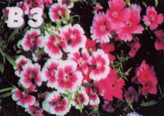 B3